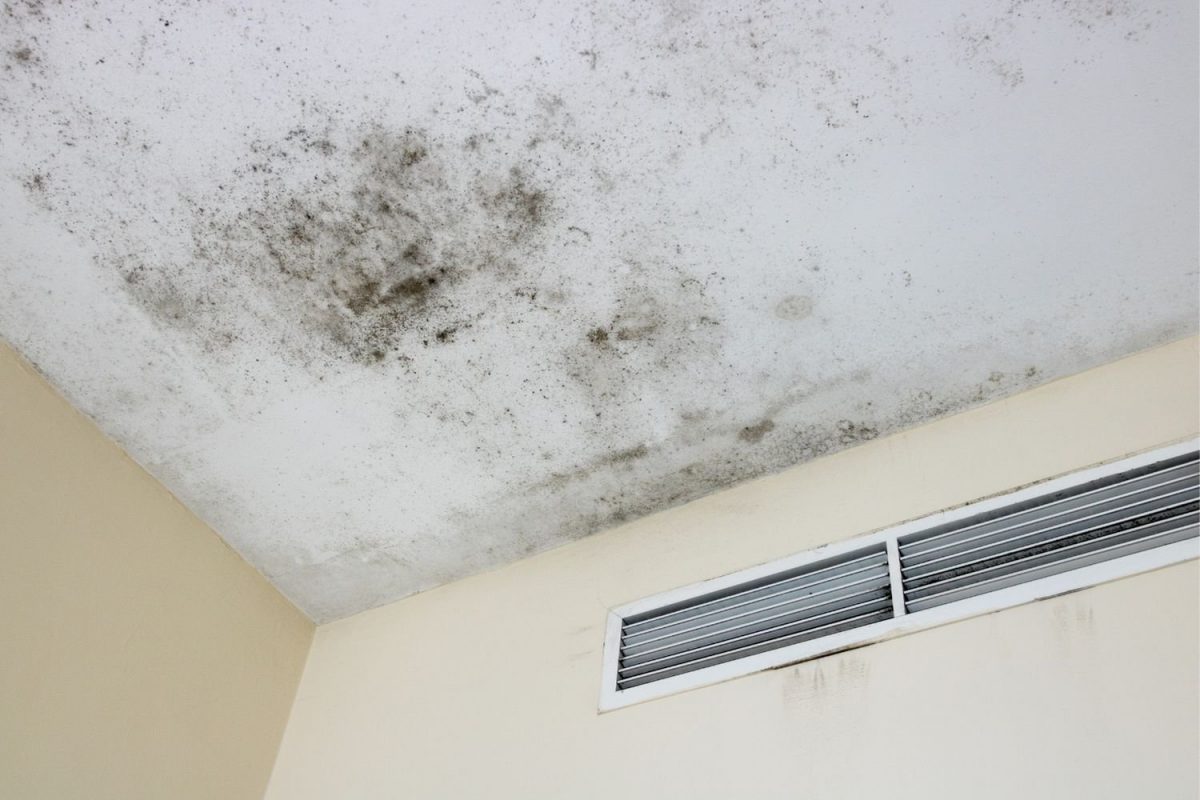 5-signs-of-mold-in-hvac-system-is-it-time-to-call-a-professional