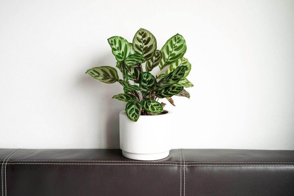 A plant in a white pot sitting on a leather couch, enhancing indoor air quality.