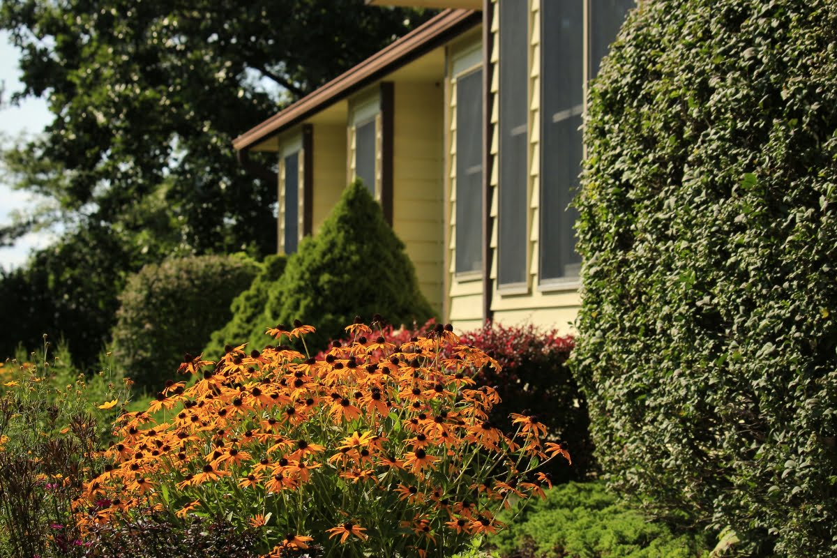 A close-up of yellow and orange flowers in a well-maintained garden, with shrubs enhancing the house's exterior for energy efficiency through thoughtful hvac landscaping in the background.