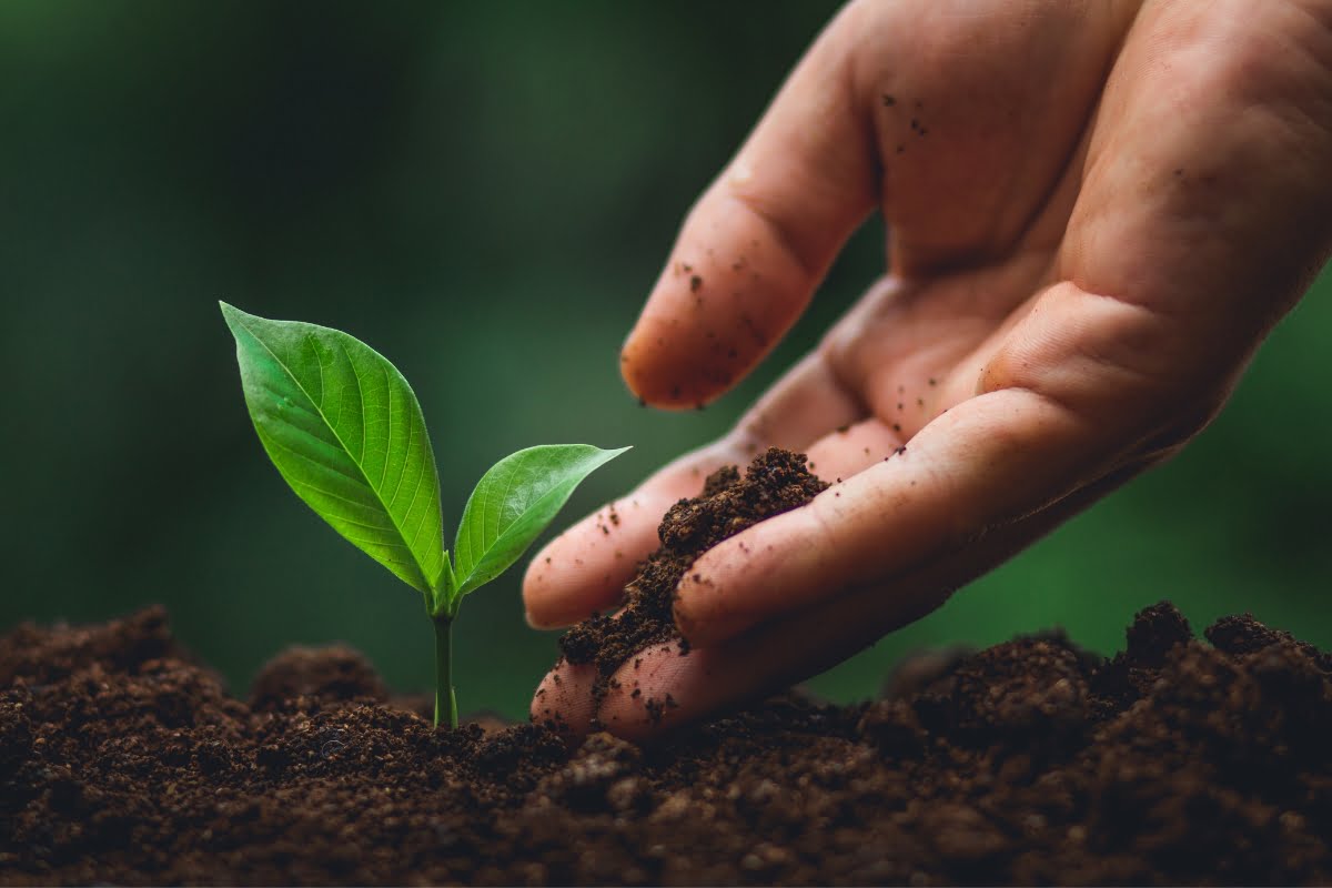 A hand gently adds soil around a small green seedling, recognizing that quality HVAC landscaping can enhance the plant's growth within the rich, dark soil.